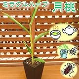 ☆ミラクルハーブ　沖縄月桃（げっとう） ５号サイズ・スクエアポット植え