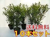 【ノーブランド品】キンメツゲ樹高0.5m前後15cmポット【10本セット】
