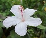 ハイビスカス　苗木　アーノッティアヌス　Hibiscus arnottianus　3号ポット