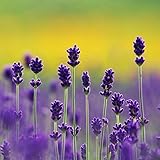 ラベンダーアングスティフォリア花の種子は、ホーム＆ガーデン120pcs /バッグ用の鉢植えベストセラープロヴァンス短い文字列ラベンダーの種子