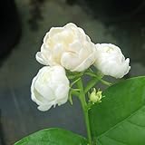 八重マツリカ（ローズピカケ）3号ポット 2株セット[香りのジャスミンシリーズ] ノーブランド品