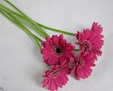 プリティマーメイド 生花 切花 切り花 ガーベラミニ マタニティー Pなど5本