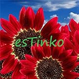 15pcs/bag Helianthus Red Sunflower Seed, Red Sun Fortune Bloom, Garden Heirloom Seeds, Flower Seeds,