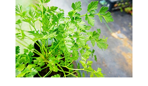 Amazon ハーブ大株苗 イタリアンパセリ 5号ポット苗 宿根草 苗 多年草 耐寒性 ハーブ 料理 強香 ハーブ