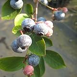 [ラビットアイ系]ブルーベリー：ウッダード5号ポット[育てやすい暖地向き][苗木] ノーブランド品