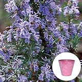 ローズマリー 立性 栽培セット 【 オランダの可愛らしいデザインプランター / ピンク 】