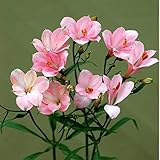 アルストロメリア：シンプルパール3.5号ポット 2株セット[華やかな花壇作りに！切花に！] ノーブランド品