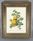 BiblioArt Series　P.J.ルドゥーテ 「ロサ・サルフレア」 金縁額装品