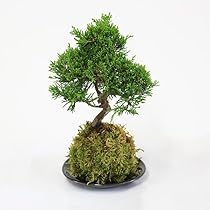 盆栽　真柏　盆栽鉢　苔 真柏