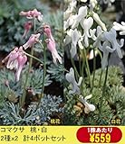 【山野草】コマクサ　桃・白2色セット（各2ポットの計4ポットセット）