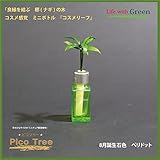 【ミニチュア観葉植物】「ピコツリー　ナギの木」コスメ感覚ミニボトル「コスメリーフ　8月誕生石色　ペリドット」付き　【土なし　清潔　水やり簡単　セラハイト】　　「NHK大河ドラマ　女城主　直虎」で「愛し