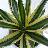 アガベ（リュウゼツラン）：ゴシキバンダイ（五色万代）5号鉢入り[斑入りアガベの人気品種] ノーブランド品