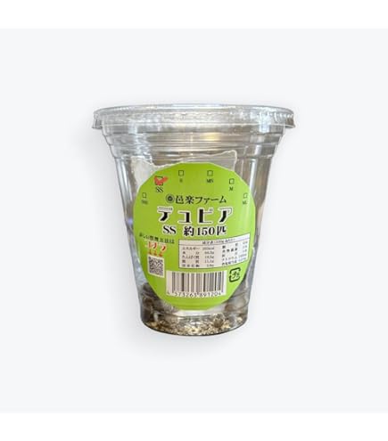 デュビア ssサイズ 1000匹！ Amazon | 邑楽ファーム デュビア(アルゼンチンモリゴキブリ) SSサイズ