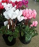 【特選花苗セット販売】ガーデンシクラメン ミックス ２４ポットセット（３号） 【まとめ売り】