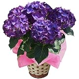 LKパープル　ニキフルールのあじさい　父の日　あじさい　アジサイ　紫陽花　花鉢植え　花　ギフト　プレゼント　贈答品　エンゲイタツジンハハヒアジサイハナハチウハナゾウトウヒン (LKパープル)