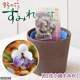 (山野草)白花コモロスミレ(白花小諸菫) 3号(1ポット) 本州・四国限定[生体]
