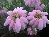 Erica baccans - Berry Flower Heath - 10 seeds