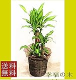 観葉植物/幸福の木 7号 鉢カバー・受皿付き