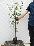 梅 甲州小梅 樹高0.9m程度 2年生苗
