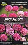 アルメリア シューダメリア ジョイスティック ライラックシェード　Prime Perennial Collection　　約5粒