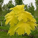 10個入りノルウェーカエデの種子ゴールドリーフガーデンストリートパーク植物の種子