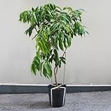 レイシ・ライチ苗　フォンフェイ種 大サイズ取木苗