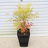庭樹盆栽：紅白南天（鉢植え）鉢色選べます！（白or黒） (黒)