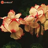 レア緑白シクラメンの花の種鉢植えバルコニーラビット花植物種子100個/ロット