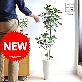 LAND PLANTS 【観葉植物】 フランスゴム 白色マット色丸型陶器 H110cm floor green series