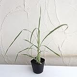 レモングラス3～3.5号ポット 3株セット ノーブランド品