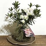苔玉 ツツジ（レッジーナ）の苔玉