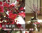 梅盆栽　紅梅　お花と香りが楽しめる　盆栽梅