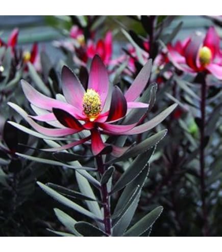 Amazon｜リューカデンドロン ポンデンス ネイティブプランツ｜観葉植物