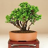 石化桧/セッカヒノキ 小品盆栽 株立（鉢:英明作） いよじ園 伊予路園