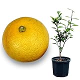 鉢植え果樹　カボス8号鉢植え[柑橘・かんきつ類苗木] ノーブランド品