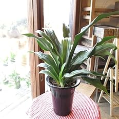 Amazon Co Jp 万年青 オモト 有田のおもと 宗石 5 5号鉢サイズ 鉢植え ありだ ありた 薫る花 庭木 シンボルツリー 常緑樹 小型 ミニ 観葉植物 引越し祝いの大定番 Diy 工具 ガーデン