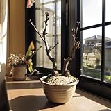 盆栽　桜　八重桜　鉢植え　桜盆栽　　最短距離で　お花見できる　さくら盆栽