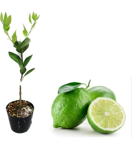 フレーバーグリーン1本、ライムクワット1本 フレーバーグリーン1本、ライムクワット1本 フレーバーグリーン1