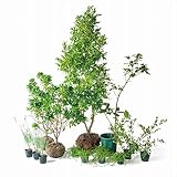オンリーワン　香で選ぶ　植栽セット　フレグラント　ポートワイン　5感で選べるセット　KJ6-SET03