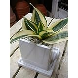 Amazon 株 赤塚植物園 珍しい サンスベリア ハニークリーム 3 5号 白陶器鉢仕様 花 Amazon 株 赤塚植物園 珍しい サンスベリア ハニークリーム 3 5号 白陶器鉢仕様 花