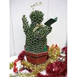 エンジェル(キンメツゲ(金芽ツゲ)) 天使トピアリー 玄関 アプローチ 植木