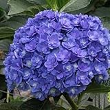 アジサイ：ユーミートゥギャザー3～3.5号ポット[ユーミーシリーズ][苗] ノーブランド品