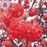 国華園　花木苗　赤花ミツマタ　1株【※発送が国華園からの場合のみ正規品です】