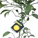 みかん 苗木 日向夏 13.5cmポット苗 ひゅうがなつ ミカン 苗 蜜柑