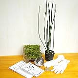 苔玉キット　苗つき　トクサ