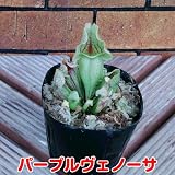 食虫植物 観葉植物 サラセニア 【ヴェノーサ】１ポット 意外と簡単な観葉植物の1種なのです