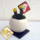 迎春鉢植え：フクジュソウ(福寿草）2芽入・丸型陶器鉢植え ノーブランド品
