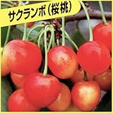 さくらんぼ苗木　選抜佐藤錦