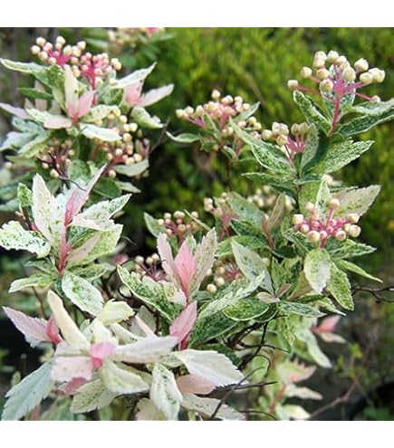 Amazon.co.jp: ITANSE コデマリ 桜でまり(ピンクアイス) 3号 1個