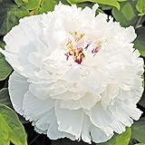 国華園　花木　牡丹　香玉　特大株　1株【※発送が国華園からの場合のみ正規品です】